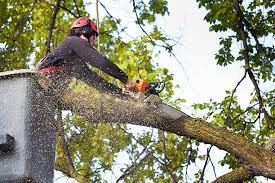 Winter Tree Care Tips for Northwest Arkansas Homeowners